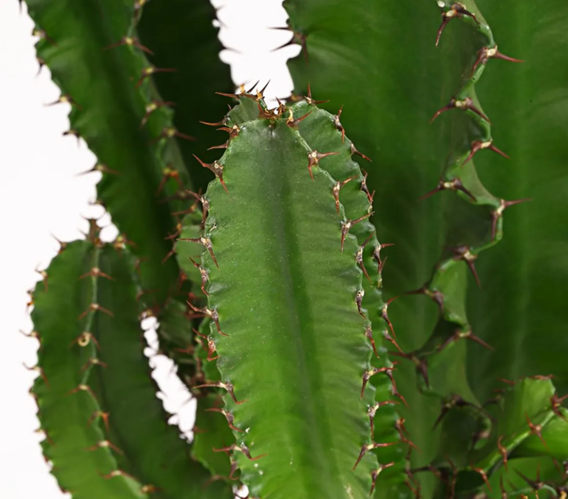 Abessinische Wolfsmilch - Euphorbia abyssinica