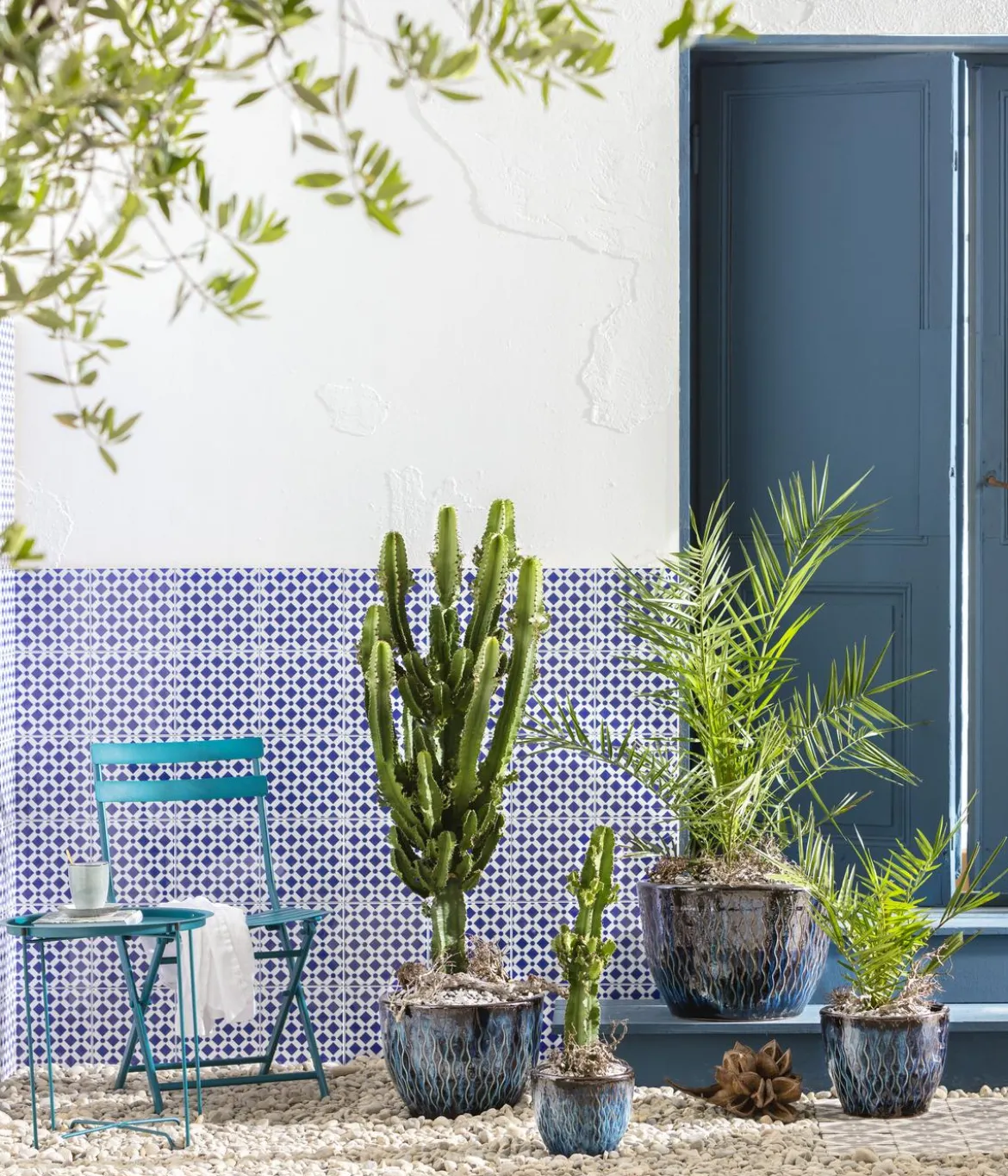 Abessinische Wolfsmilch - Euphorbia abyssinica