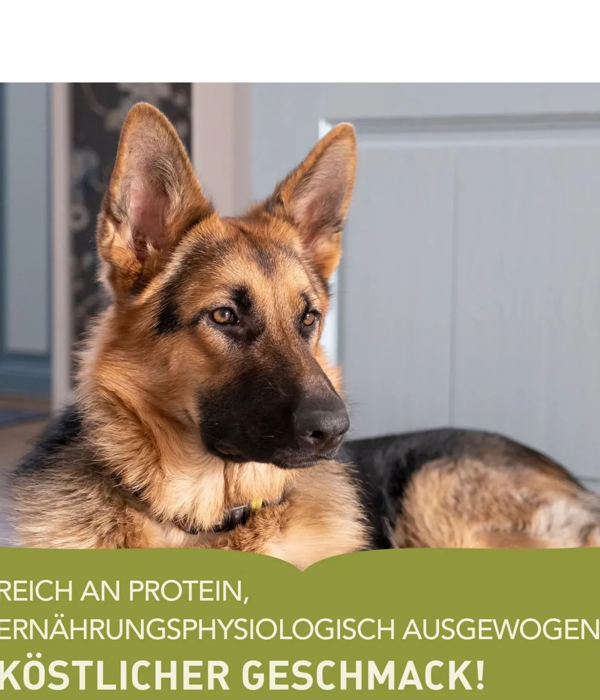 ACANA Trockenfutter für Hunde Heritage Adult Large Breed Recipe
