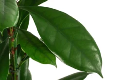 Afrikanische Feige - Ficus cyathistipula, Hydrokultur