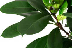 Afrikanische Feige - Ficus cyathistipula