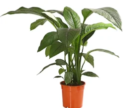 Air So Pure® Einblatt - Spathiphyllum wallisii 'Sensation'