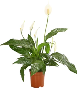 Air So Pure® Einblatt - Spathiphyllum wallisii 'Chico'