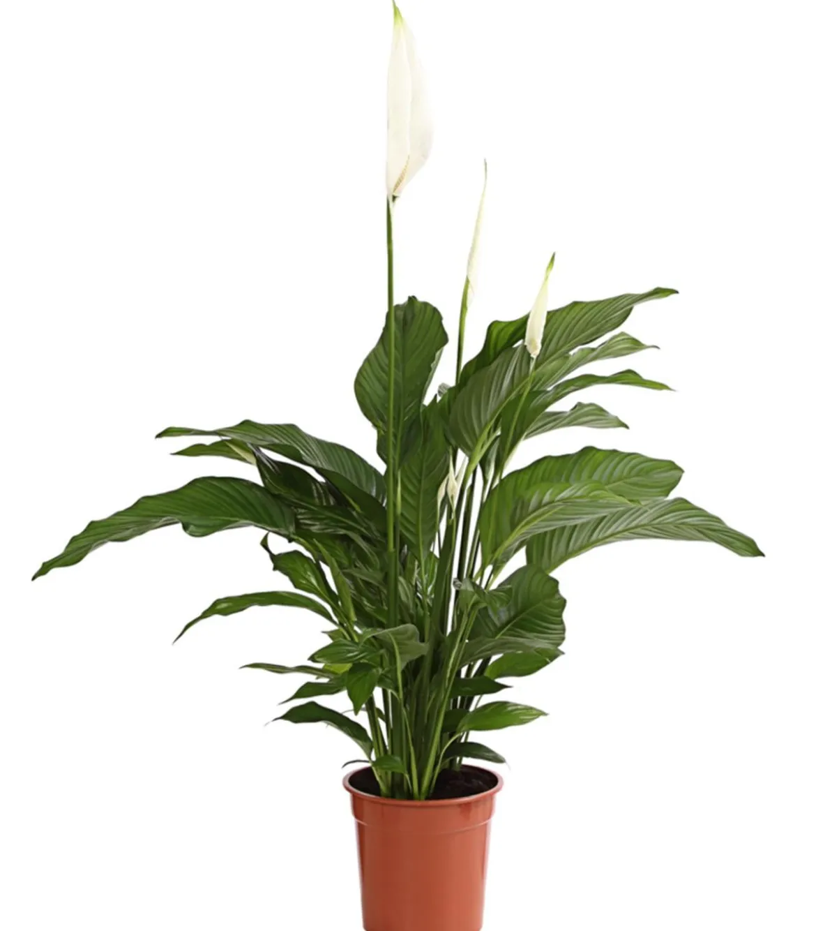 Air So Pure® Einblatt - Spathipyllum wallisii 'Lauretta'