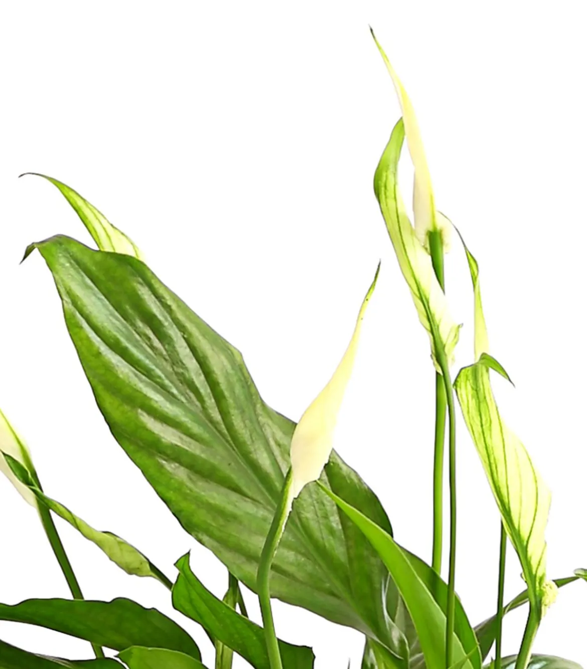 Air So Pure® Midi Einblatt - Spathiphyllum wallisii