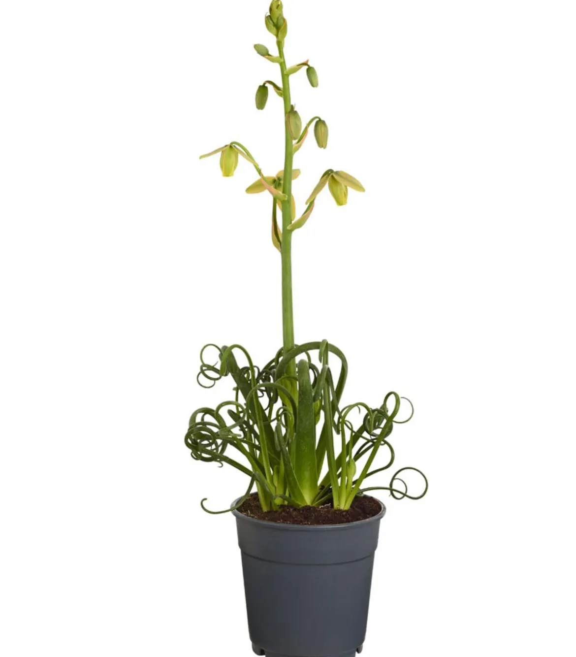 Albuca - Albuca spiralis 'Frizzle Sizzle®'