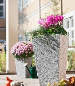 Alpenveilchen, gerandet, verschiedene Farben