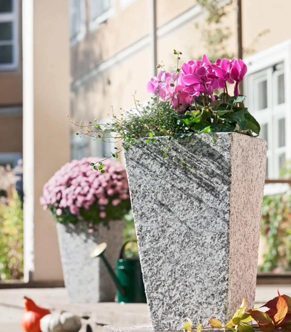 Alpenveilchen, gerandet, verschiedene Farben