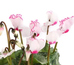 Alpenveilchen 'Victoria', verschiedene Farben