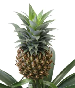 Ananaspflanze - Ananas comosus