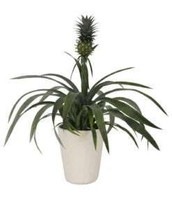 Ananaspflanze - Ananas comosus, in Keramik