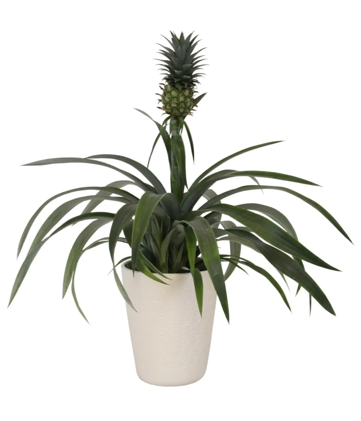 Ananaspflanze - Ananas comosus, in Keramik