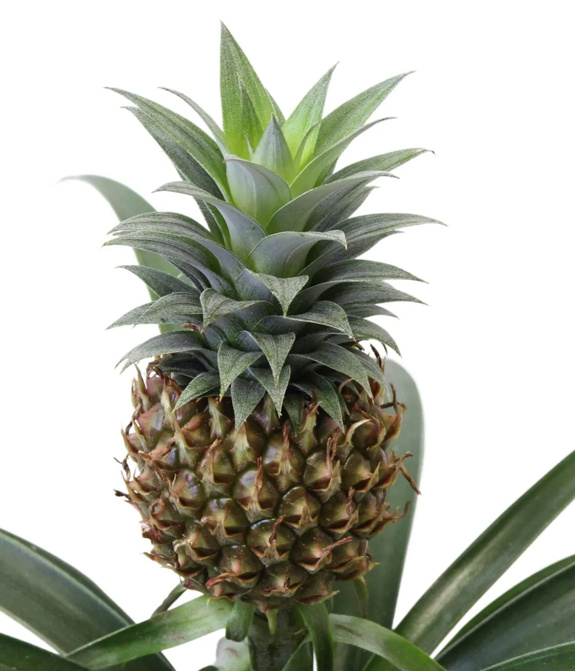 Ananaspflanze - Ananas comosus, in Keramik