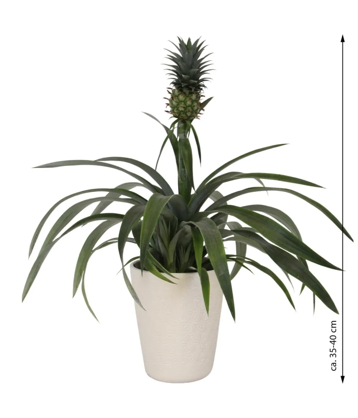 Ananaspflanze - Ananas comosus, in Keramik