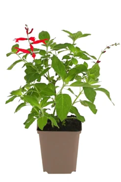 Ananassalbei
