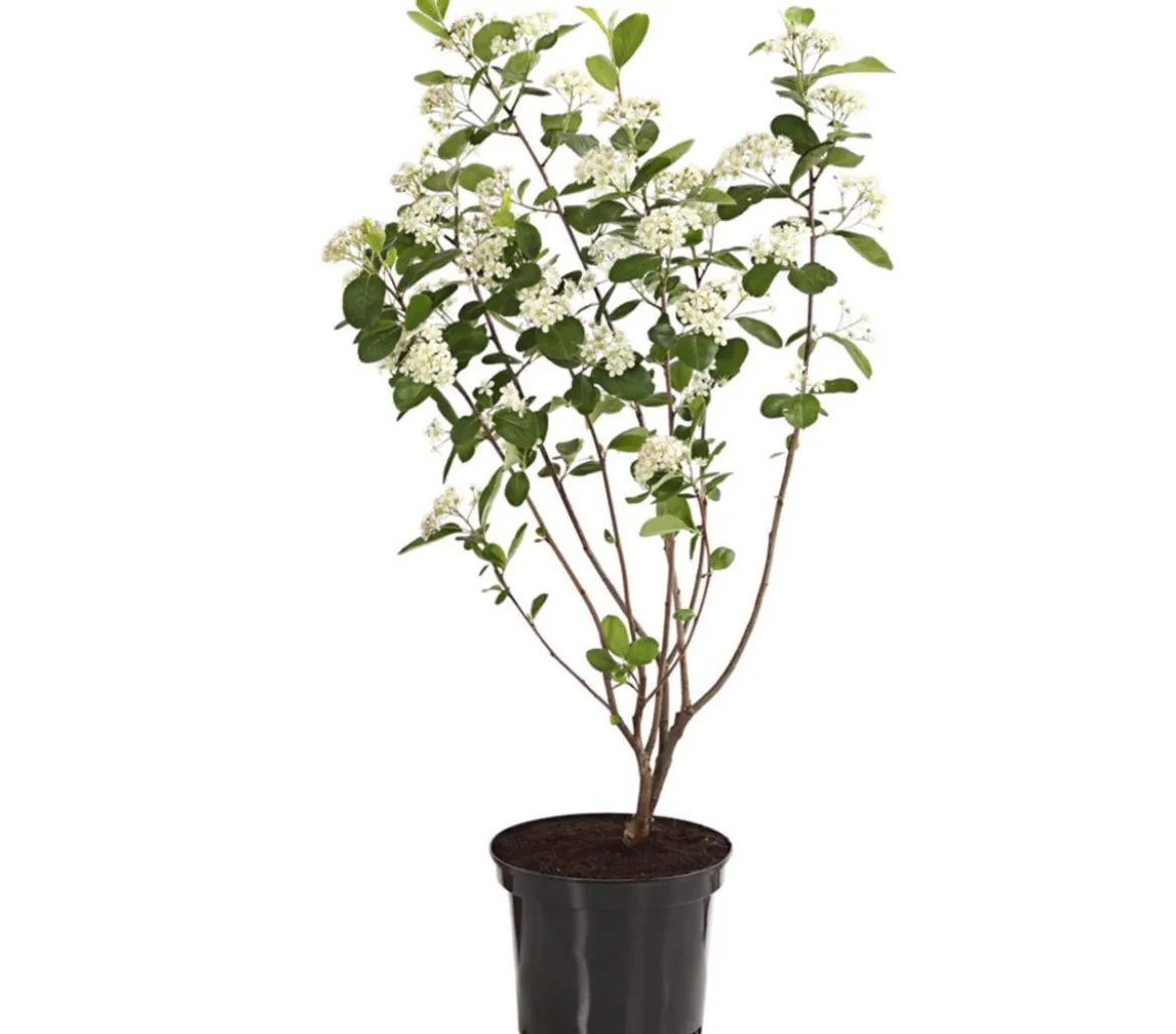 Apfelbeere, Aronia 'Aron'