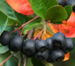 Apfelbeere, Aronia 'Nero'