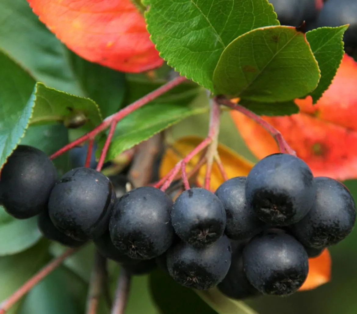 Apfelbeere, Aronia 'Nero'