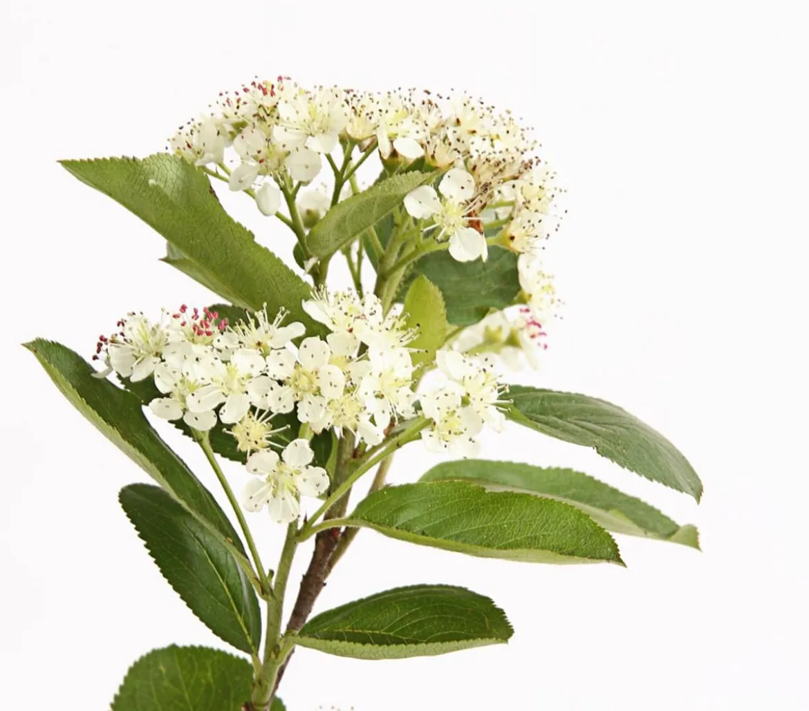 Apfelbeere, Aronia 'Nero'