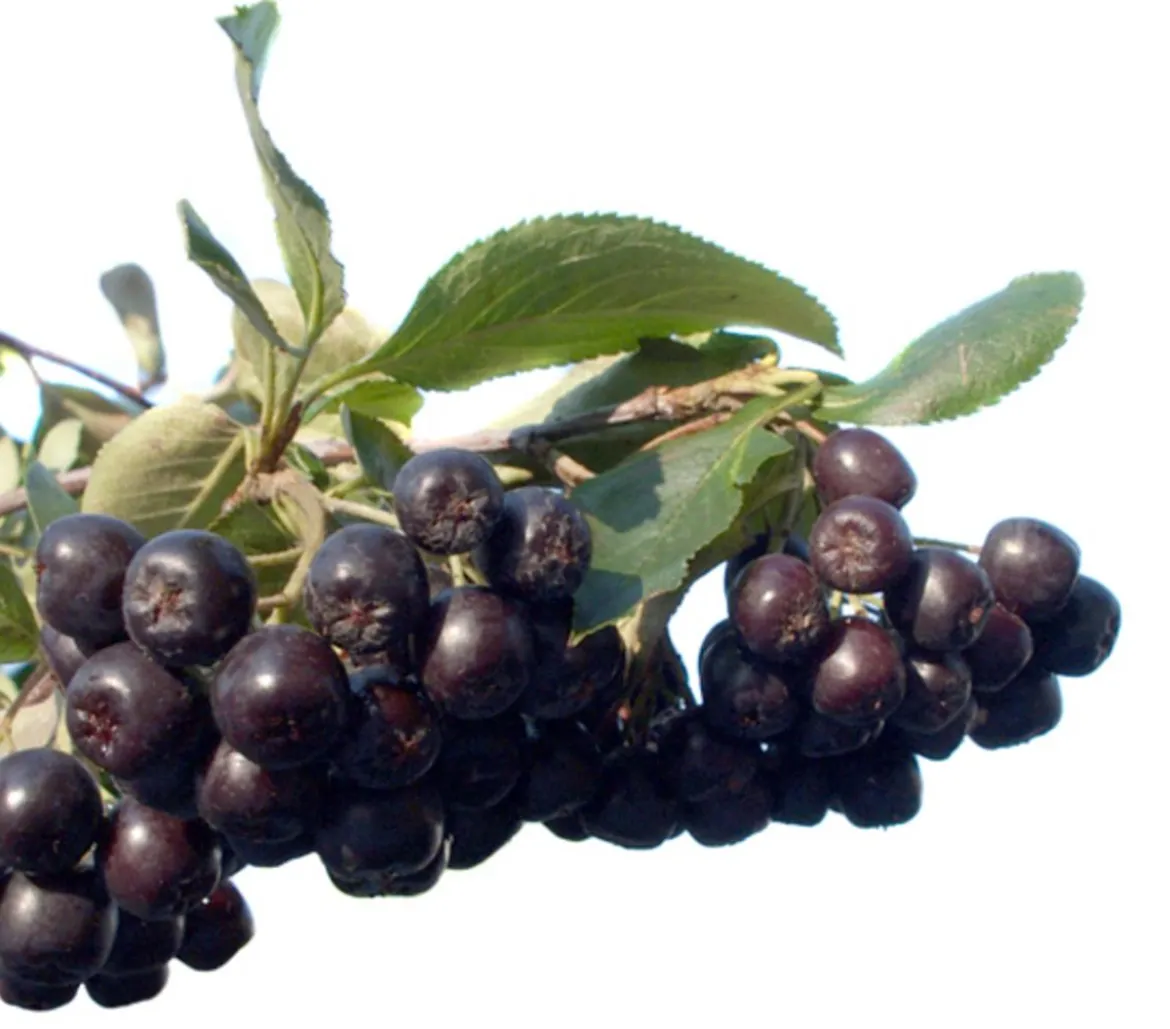 Apfelbeere, Aronia 'Nero'