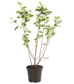 Apfelbeere, Aronia 'Nero'