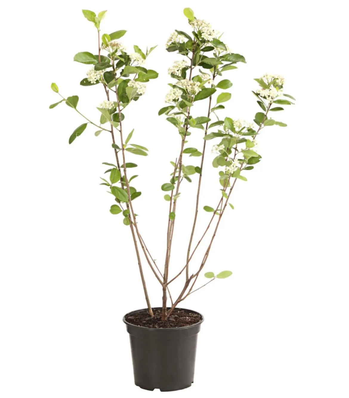 Apfelbeere, Aronia 'Nero'