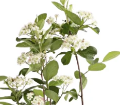 Apfelbeere, Aronia 'Viking'