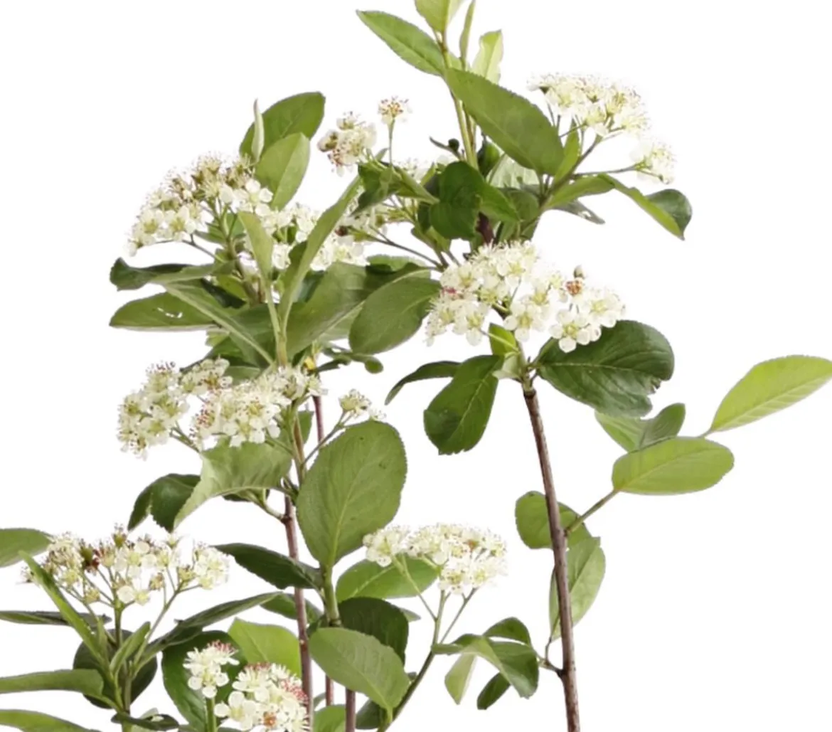Apfelbeere, Aronia 'Viking'