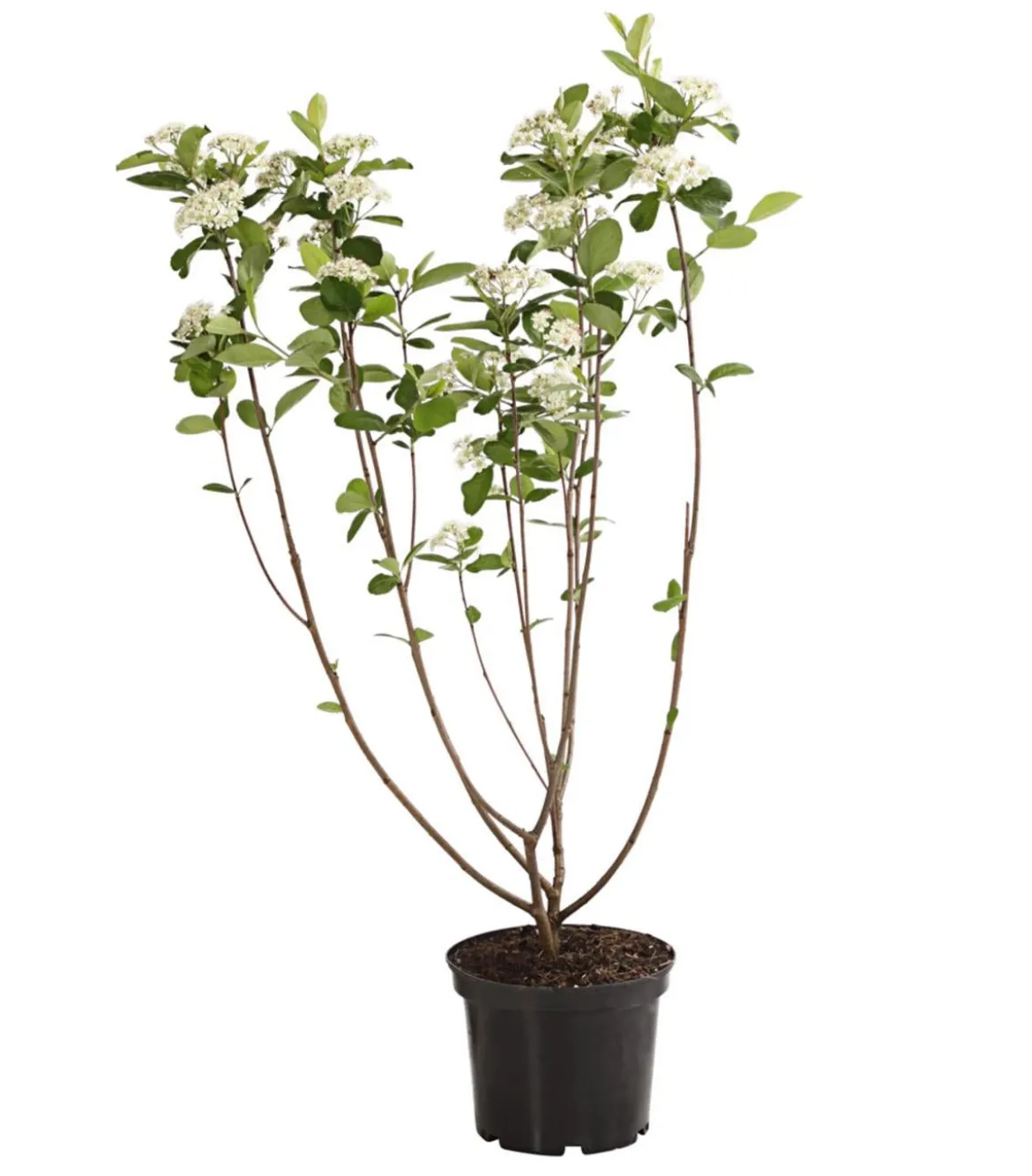 Apfelbeere, Aronia 'Viking'