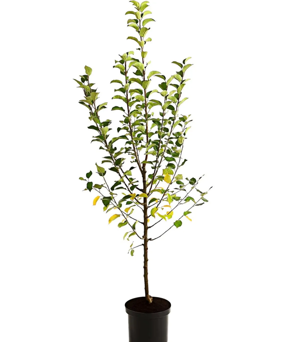 Apfel-Duo 'Alkmene/Goldparmäne'