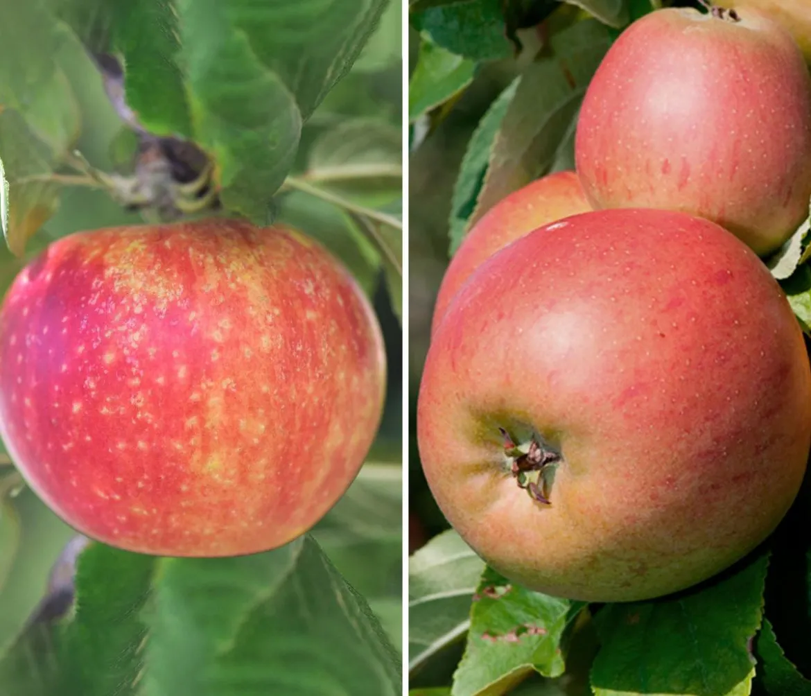 Apfel-Duo 'Alkmene/Goldparmäne'