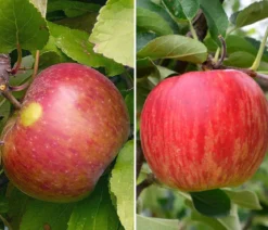 Apfel-Duo 'Elstar/Jonagold'