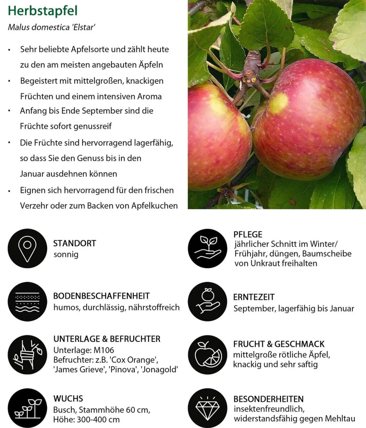 Apfel-Duo 'Elstar/Jonagold'