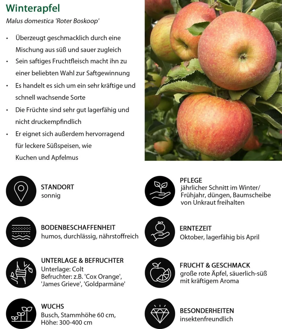 Apfel-Duo 'Jonagold/Boskoop'