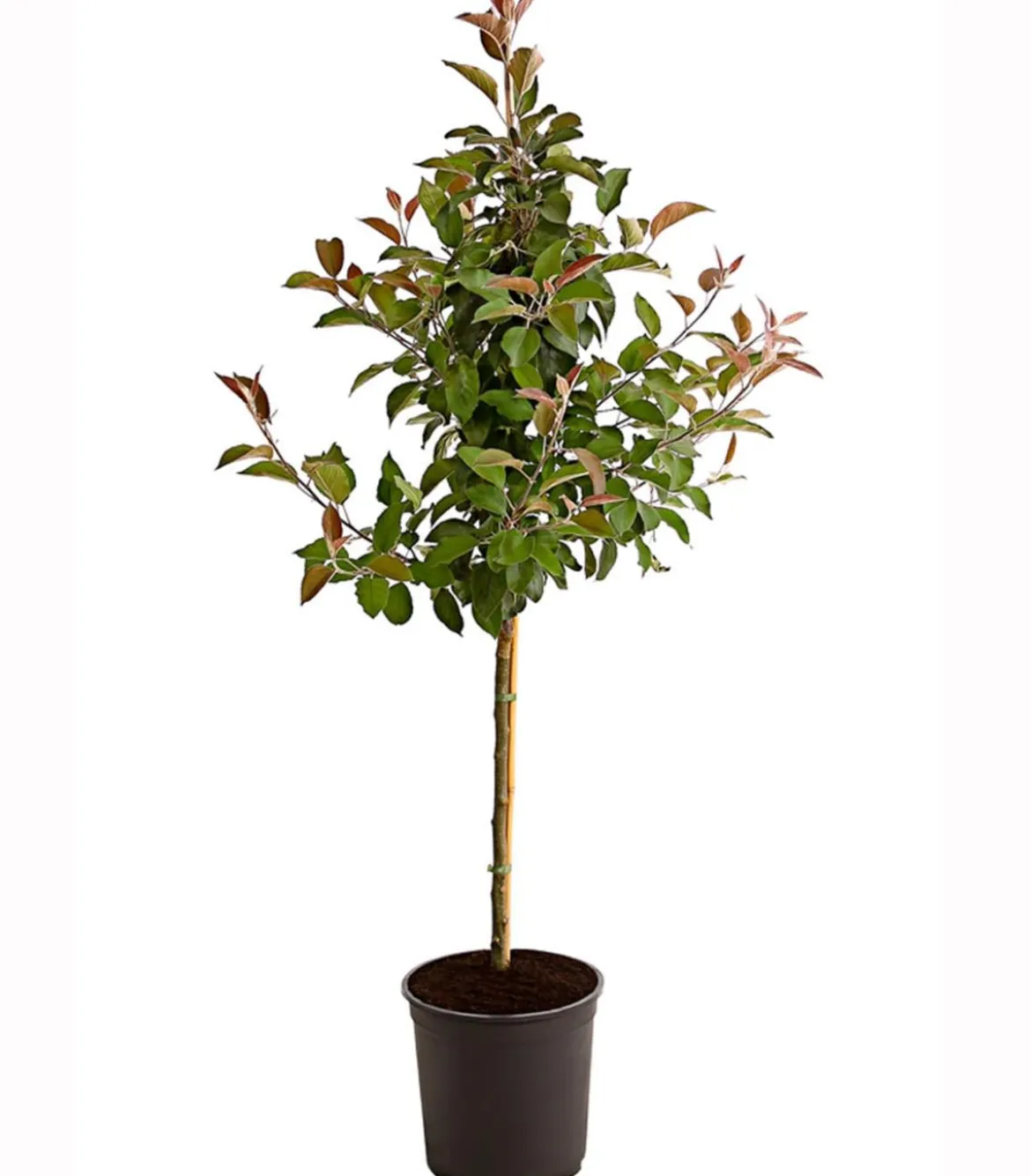 Apfel 'Vampira'