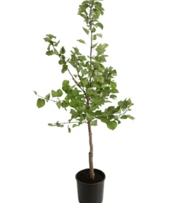 Aprikose 'Klosterneuburger'
