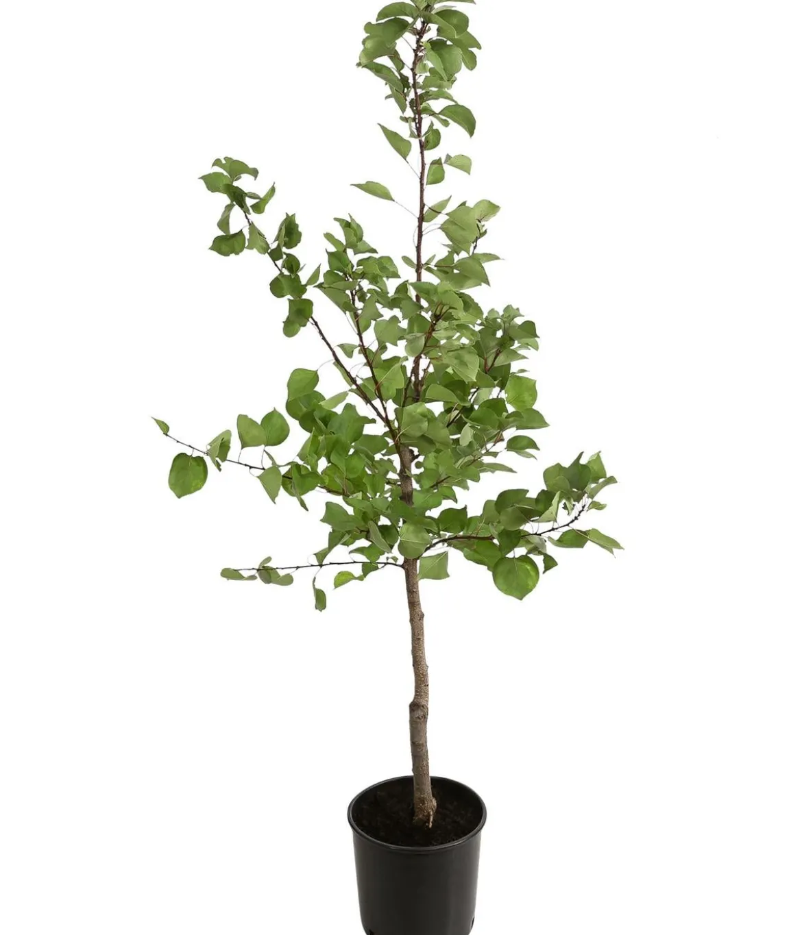 Aprikose 'Klosterneuburger'