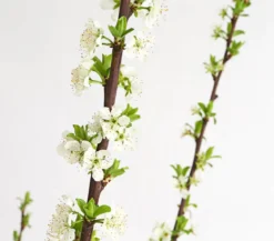 Aprikosen-Mirabelle 'Aprimira'