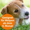 ARDAP® Zecken- und Flohschutz Spot-On für kleine Hunde, 3 x 1 ml