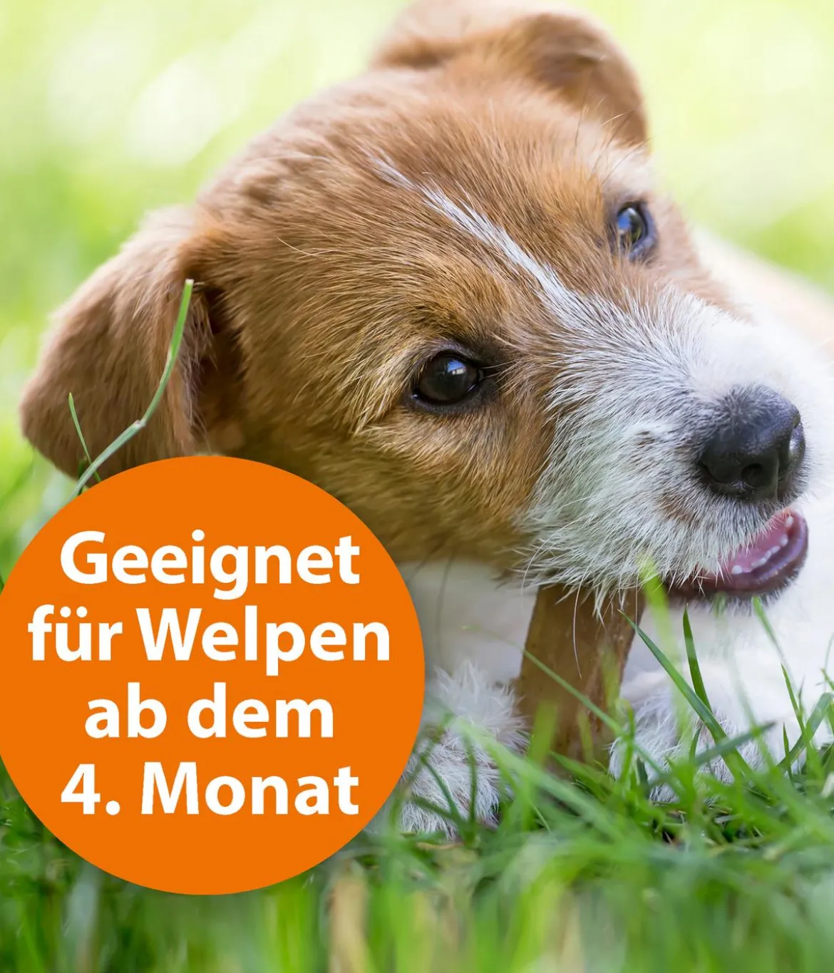 ARDAP® Zecken- und Flohschutz Spot-On für kleine Hunde, 3 x 1 ml
