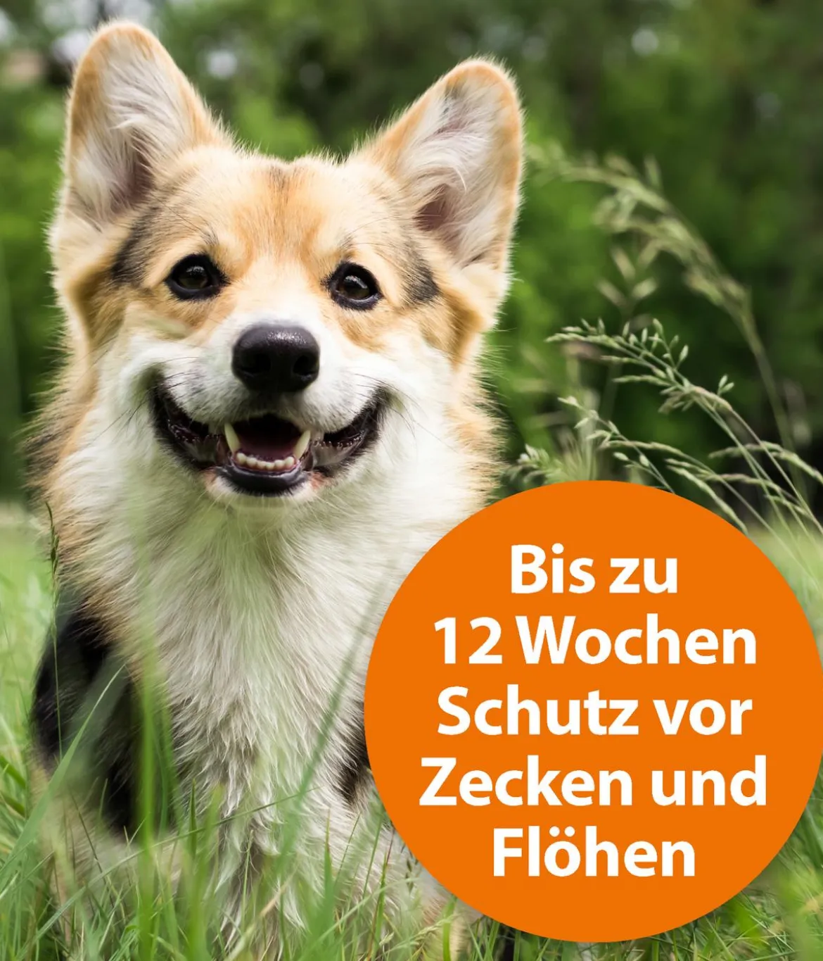 ARDAP® Zecken- und Flohschutz Spot-On für kleine Hunde, 3 x 1 ml