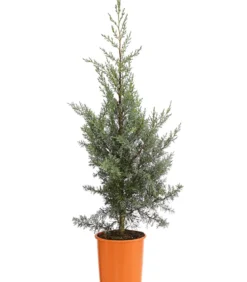Arizona-Säulen-Zypresse 'Glauca'