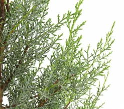 Arizona-Säulen-Zypresse 'Glauca'