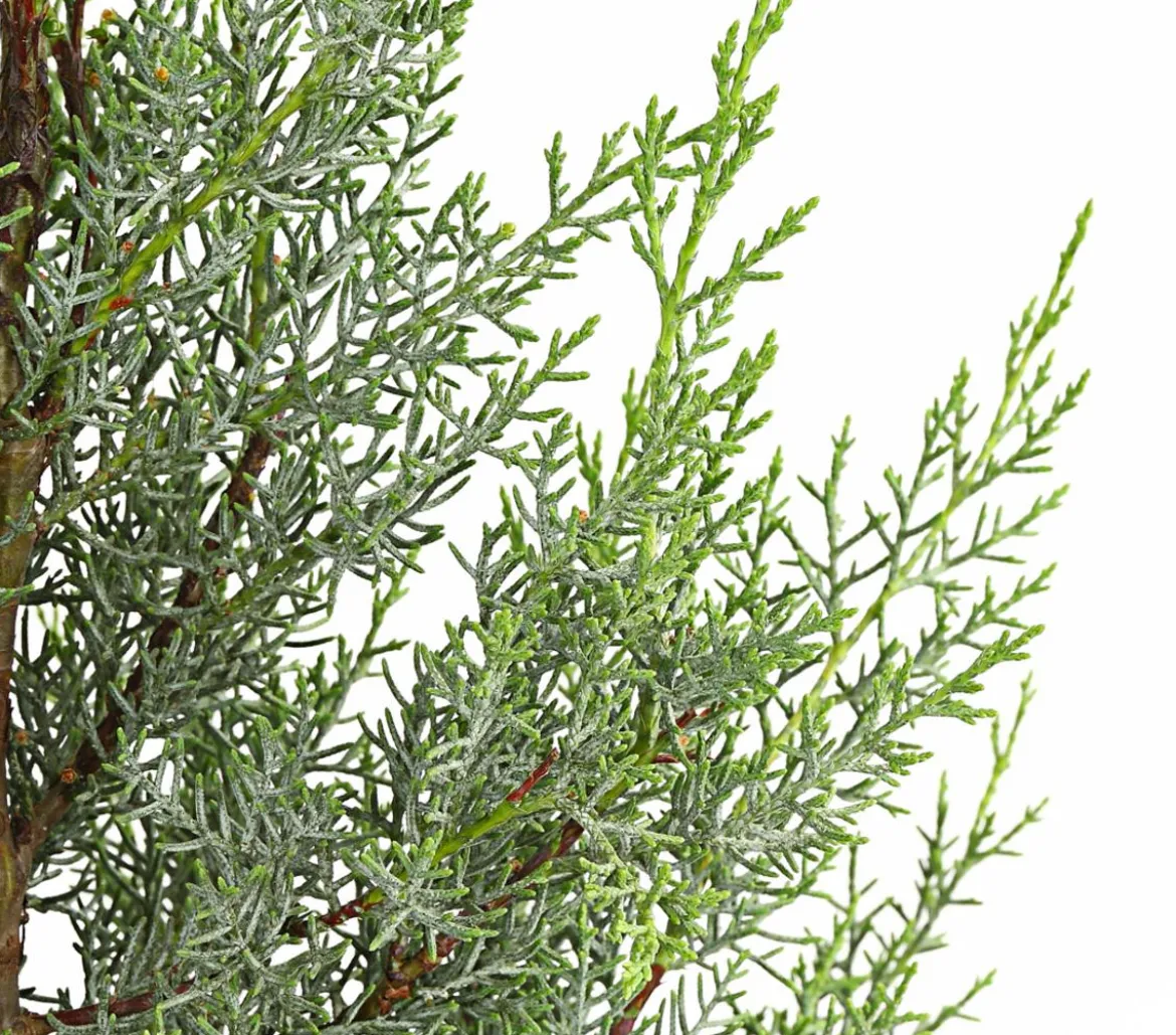 Arizona-Säulen-Zypresse 'Glauca'