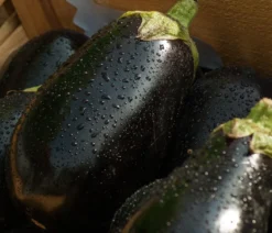 Aubergine