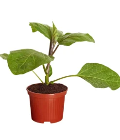 Aubergine