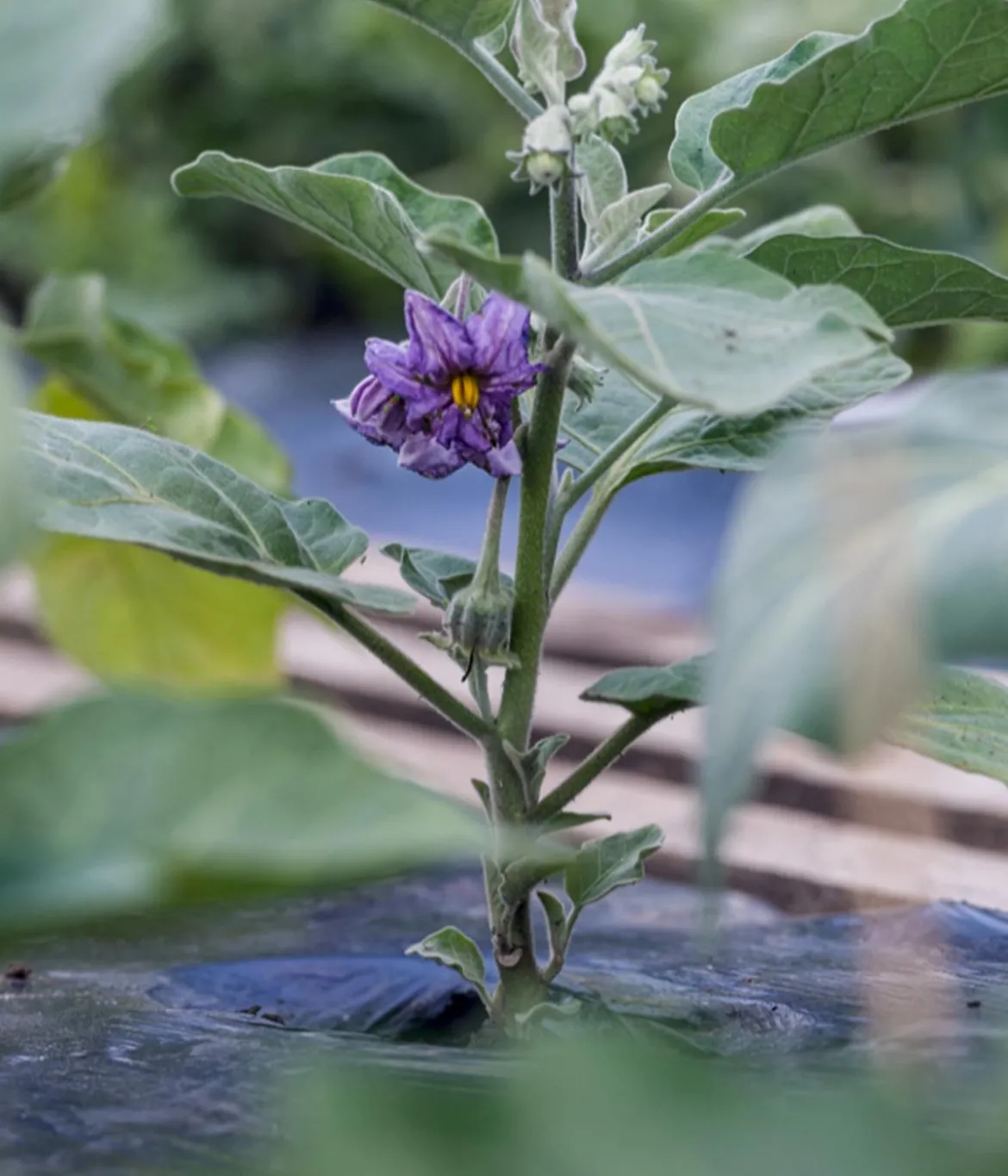 Aubergine