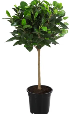 Australischer Feigenbaum 'Australis'