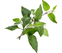 Aztekisches Süßkraut