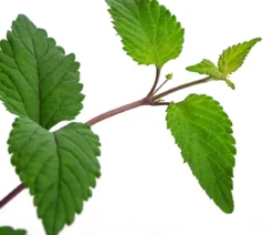 Aztekisches Süßkraut
